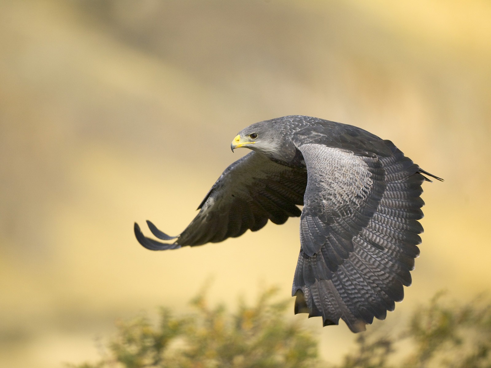 عکاسی از پرندگان با لنزهای تله فوتو