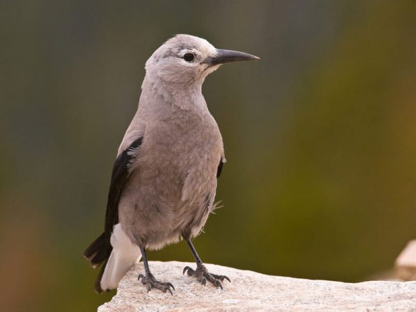 عکاسی از پرندگان با لنزهای تله فوتو
