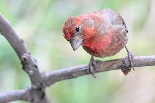 تنظیمات دوربین برای عکاسی از پرندگان